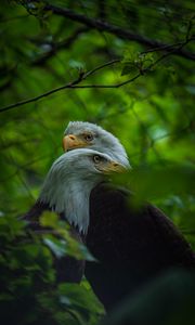 Preview wallpaper bald eagle, birds, leaves, blur