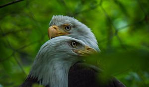 Preview wallpaper bald eagle, birds, leaves, blur