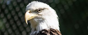 Preview wallpaper bald eagle, blur, bird, beak