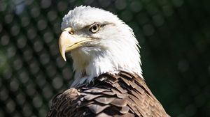 Preview wallpaper bald eagle, blur, bird, beak