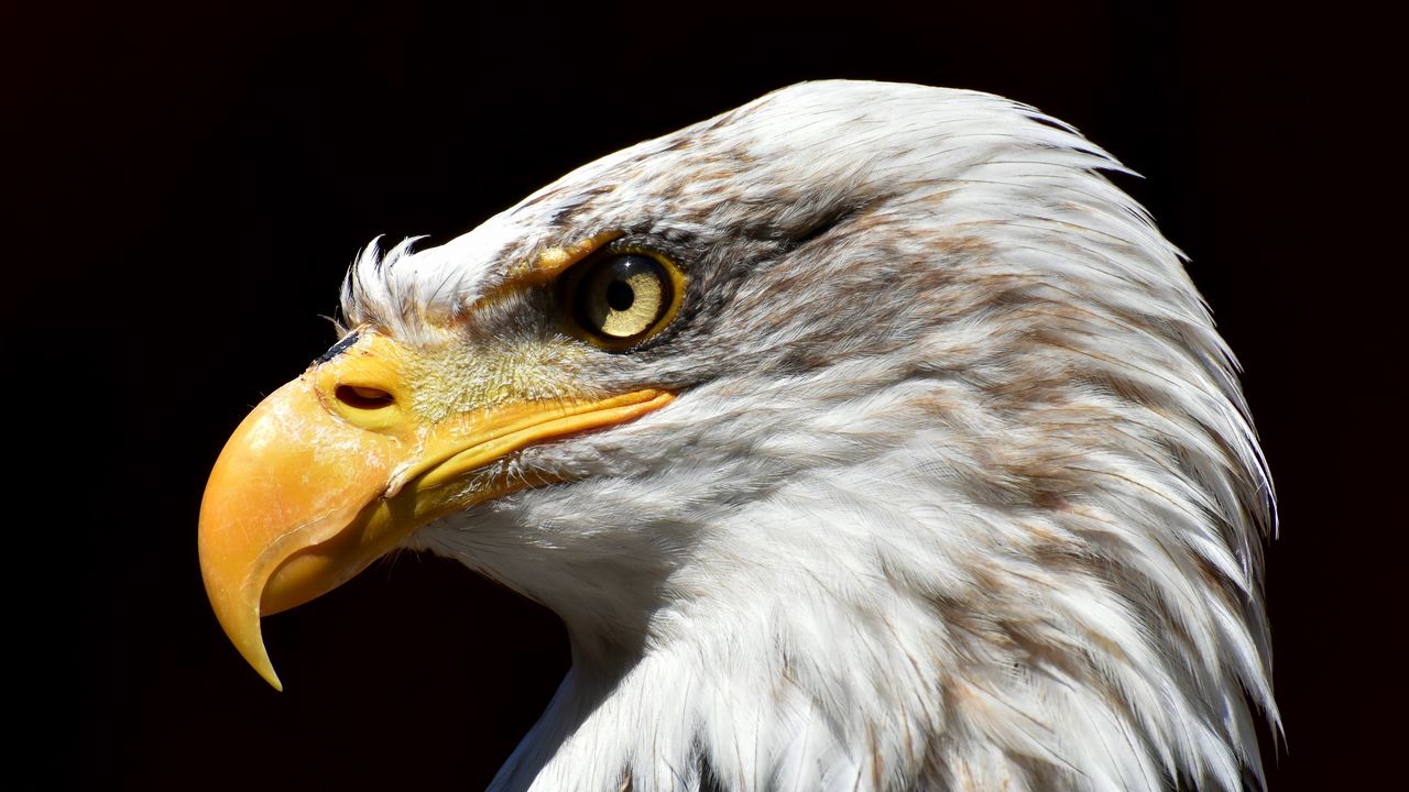 Wallpaper bald eagle, eagle, beak, predator, bird