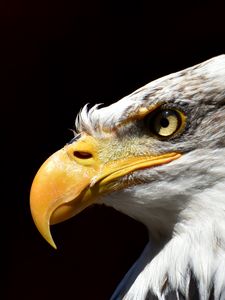 Preview wallpaper bald eagle, eagle, beak, predator, bird