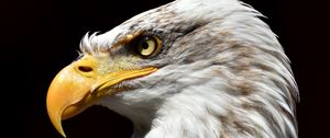 Preview wallpaper bald eagle, eagle, beak, predator, bird