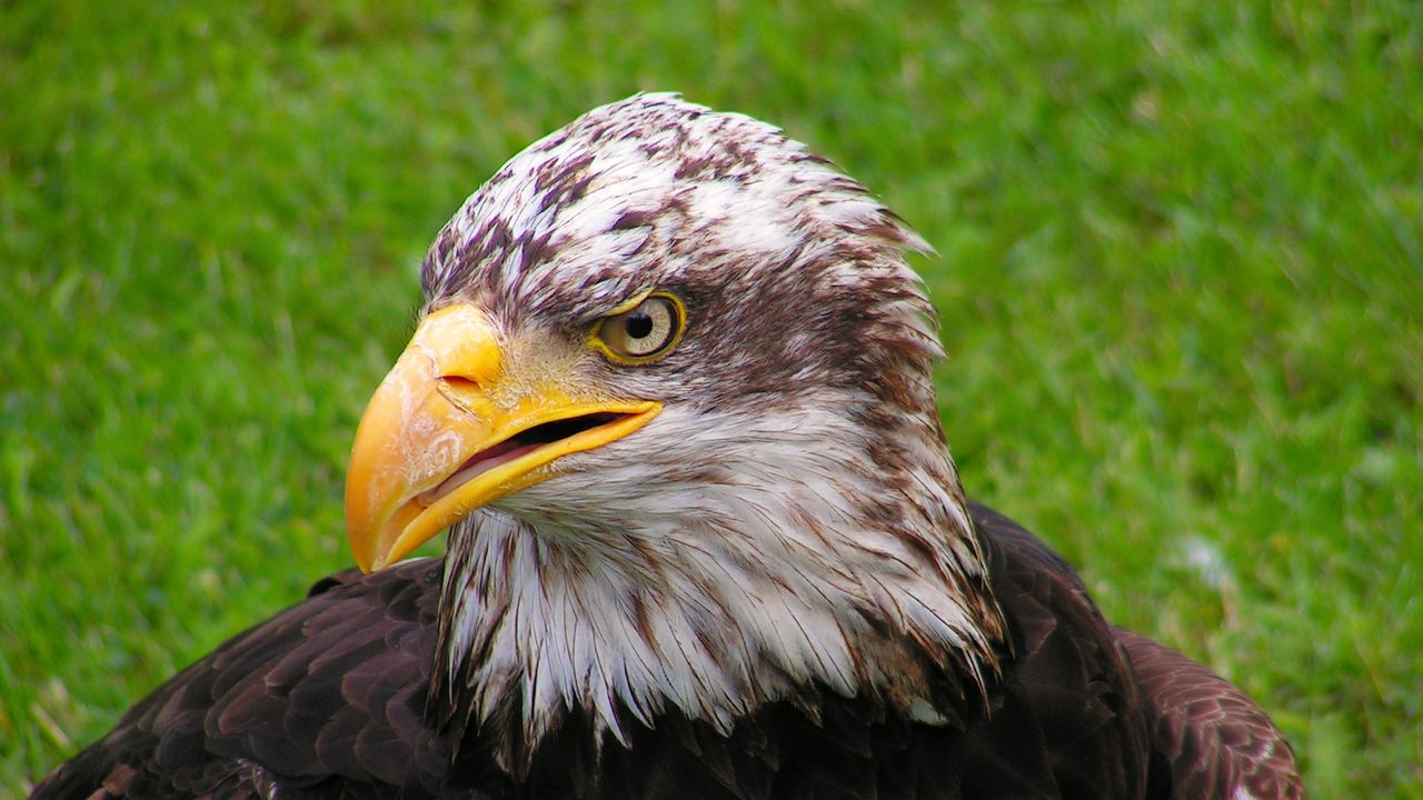 Wallpaper bald eagle, eagle, bird, predator