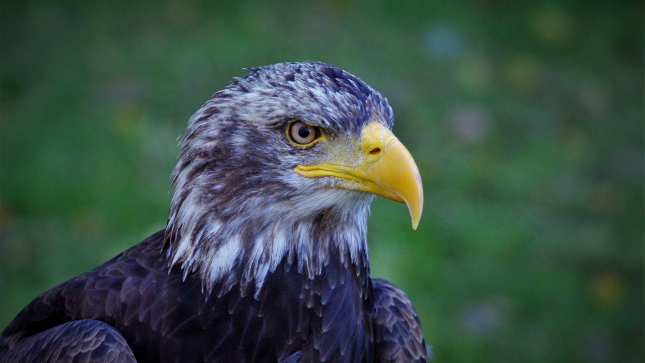 Wallpaper bald eagle, eagle, bird, predator, beak