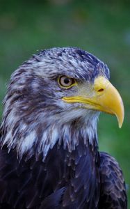 Preview wallpaper bald eagle, eagle, bird, predator, beak