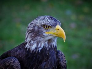 Preview wallpaper bald eagle, eagle, bird, predator, beak