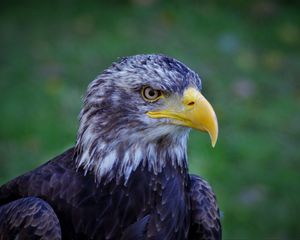 Preview wallpaper bald eagle, eagle, bird, predator, beak