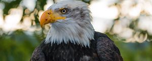 Preview wallpaper bald eagle, eagle, bird, predator