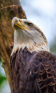 Preview wallpaper bald eagle, eagle, bird, tree, beak