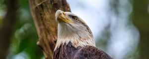 Preview wallpaper bald eagle, eagle, bird, tree, beak