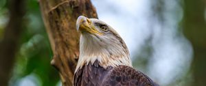 Preview wallpaper bald eagle, eagle, bird, tree, beak