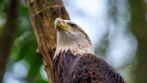 Preview wallpaper bald eagle, eagle, bird, tree, beak