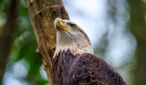 Preview wallpaper bald eagle, eagle, bird, tree, beak