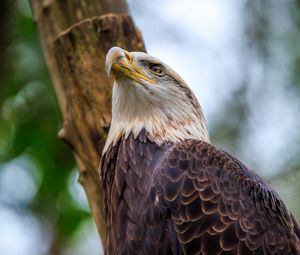 Preview wallpaper bald eagle, eagle, bird, tree, beak