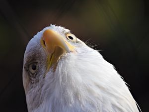 Preview wallpaper bald eagle, eagle, bird, beak, macro