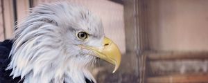 Preview wallpaper bald eagle, eagle, bird, predator, beak
