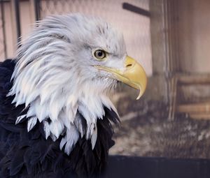 Preview wallpaper bald eagle, eagle, bird, predator, beak