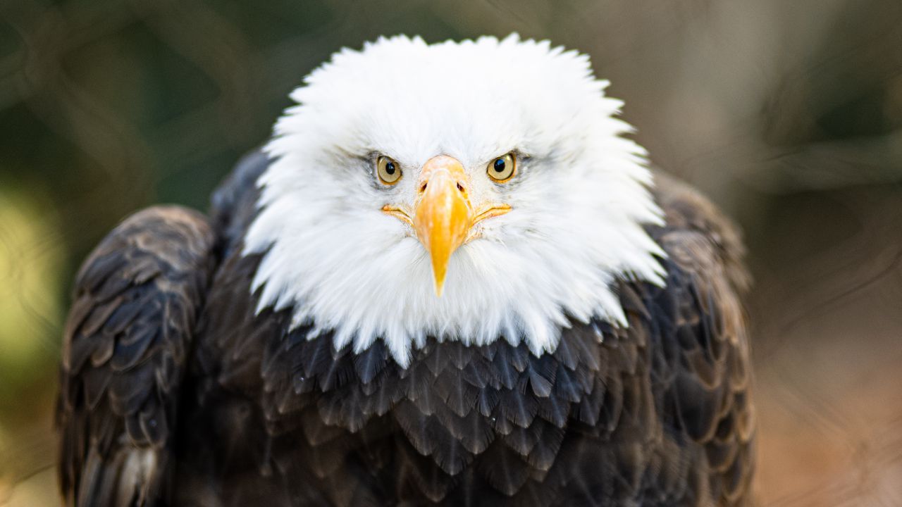 Wallpaper bald eagle, eagle, bird, beak, feathers