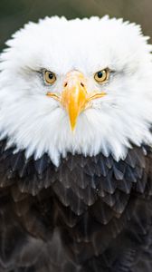Preview wallpaper bald eagle, eagle, bird, beak, feathers