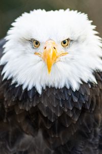Preview wallpaper bald eagle, eagle, bird, beak, feathers