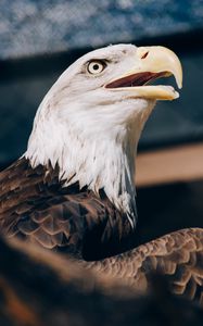 Preview wallpaper bald eagle, eagle, bird, beak, predator