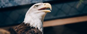 Preview wallpaper bald eagle, eagle, bird, beak, predator