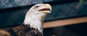Preview wallpaper bald eagle, eagle, bird, beak, predator