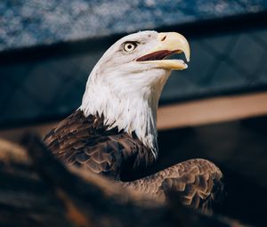 Preview wallpaper bald eagle, eagle, bird, beak, predator