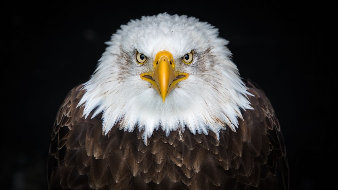 Wallpaper bald eagle, eagle, bird, predator