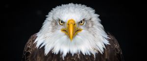 Preview wallpaper bald eagle, eagle, bird, predator