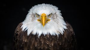Preview wallpaper bald eagle, eagle, bird, predator