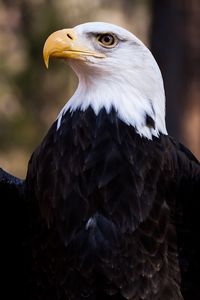 Preview wallpaper bald eagle, eagle, bird, predator, feathers, beak