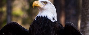 Preview wallpaper bald eagle, eagle, bird, predator, feathers, beak