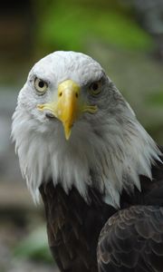 Preview wallpaper bald eagle, eagle, bird, predator, beak, feathers