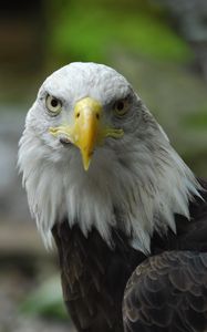 Preview wallpaper bald eagle, eagle, bird, predator, beak, feathers