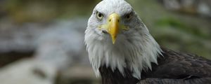 Preview wallpaper bald eagle, eagle, bird, predator, beak, feathers