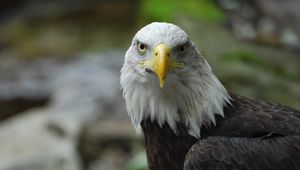 Preview wallpaper bald eagle, eagle, bird, predator, beak, feathers