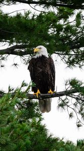 Preview wallpaper bald eagle, eagle, bird, wildlife, branch