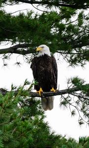 Preview wallpaper bald eagle, eagle, bird, wildlife, branch