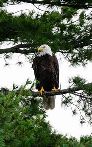 Preview wallpaper bald eagle, eagle, bird, wildlife, branch