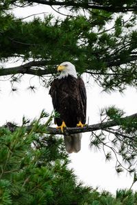 Preview wallpaper bald eagle, eagle, bird, wildlife, branch