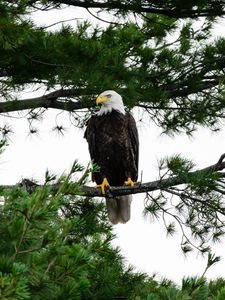 Preview wallpaper bald eagle, eagle, bird, wildlife, branch