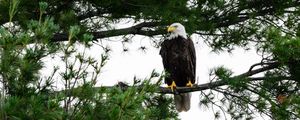 Preview wallpaper bald eagle, eagle, bird, wildlife, branch