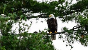 Preview wallpaper bald eagle, eagle, bird, wildlife, branch