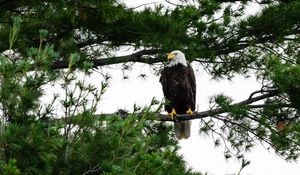 Preview wallpaper bald eagle, eagle, bird, wildlife, branch