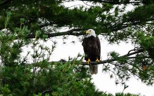 Preview wallpaper bald eagle, eagle, bird, wildlife, branch