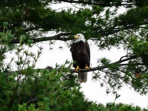 Preview wallpaper bald eagle, eagle, bird, wildlife, branch