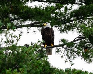 Preview wallpaper bald eagle, eagle, bird, wildlife, branch