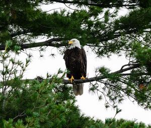 Preview wallpaper bald eagle, eagle, bird, wildlife, branch